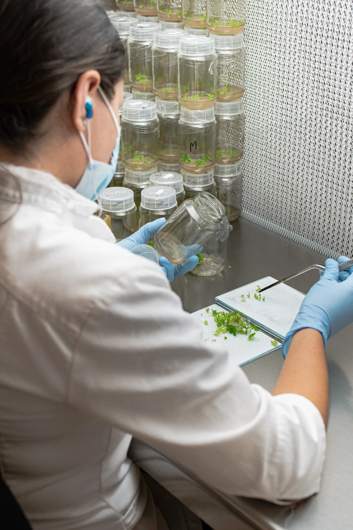 Biotecnología vegetal in vitro de café — reproducción de plantas madre con perfiles sensoriales óptimos