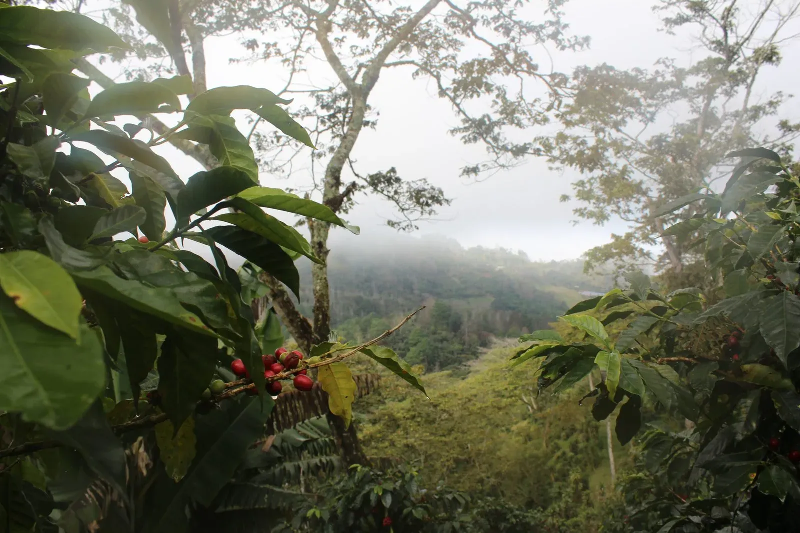 Plantación de café verde de altura con cerezas maduras — agricultura y origen Transxpo